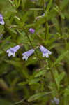 Limestone calamint